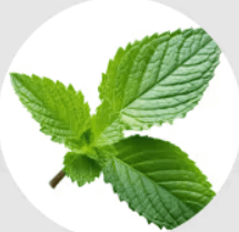 Lulutox Detox Tea